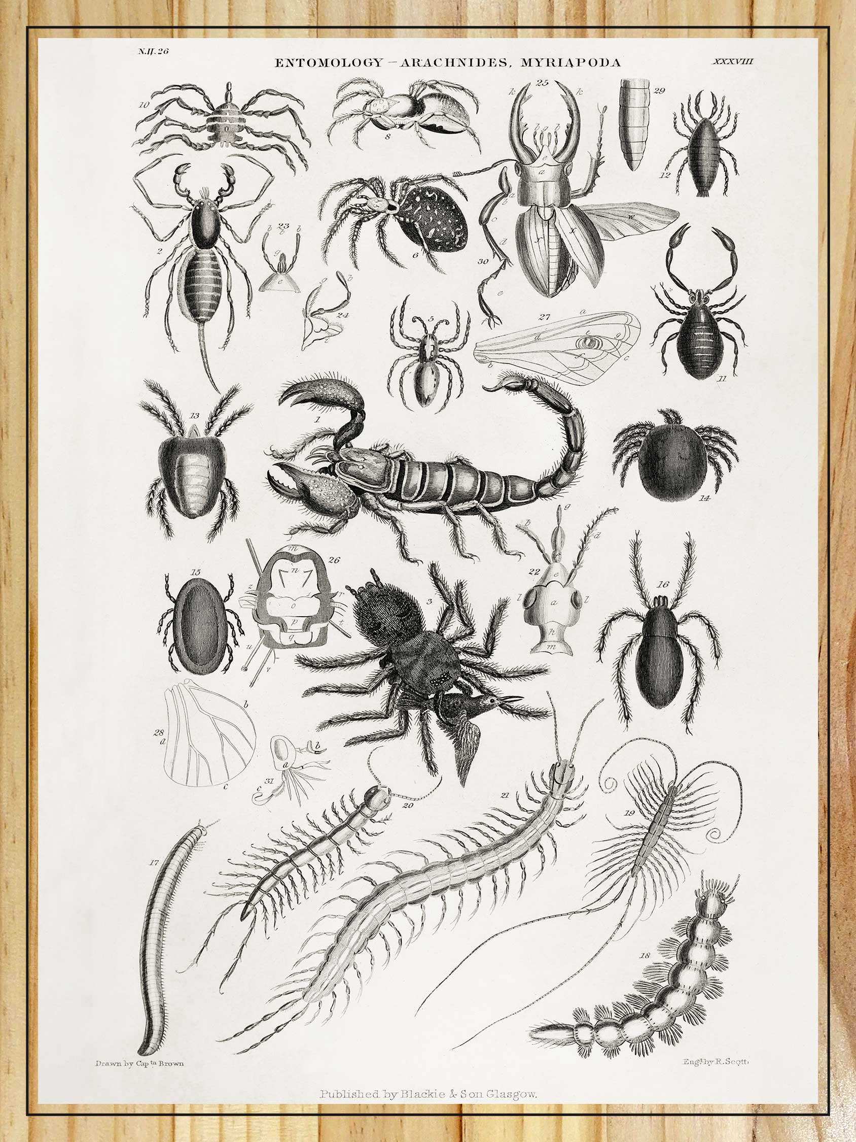 Entomology - Arachnids, Myriapoda by Oliver Goldsmith