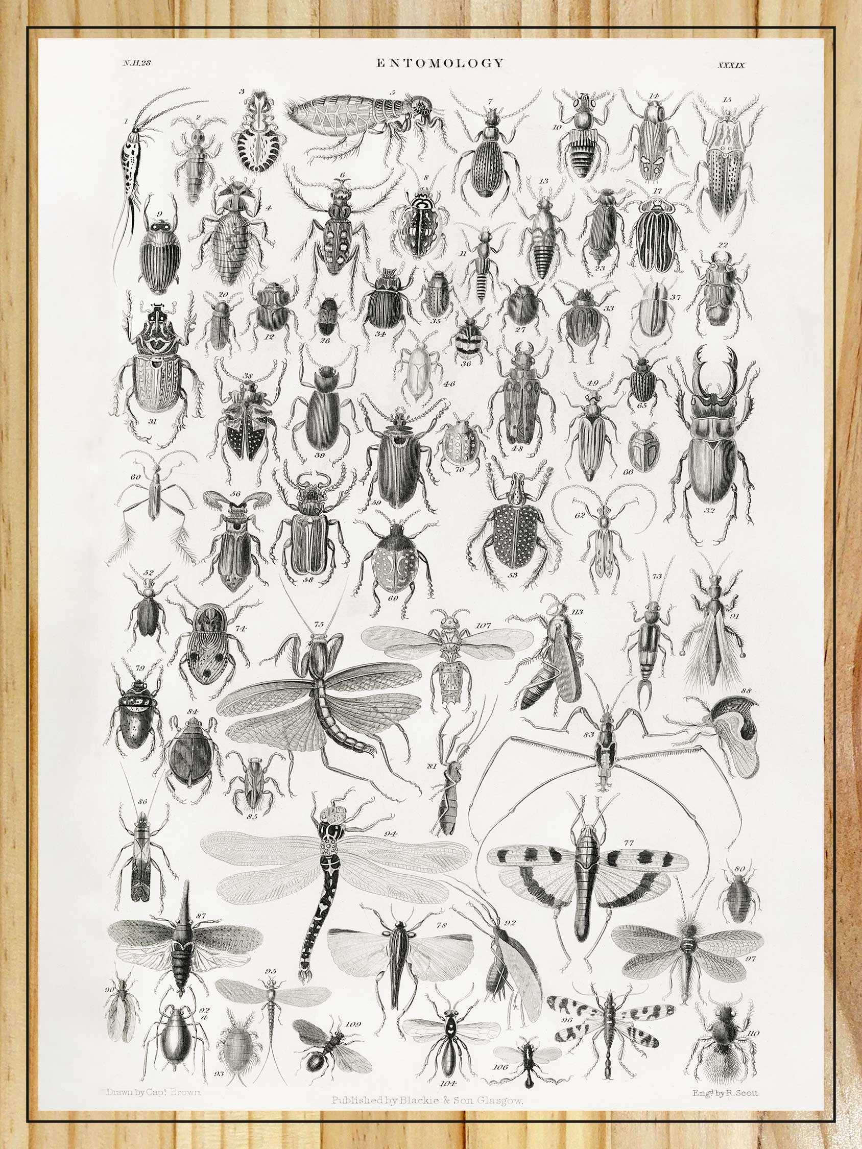 Entomology, Winged Insects by Oliver Goldsmith