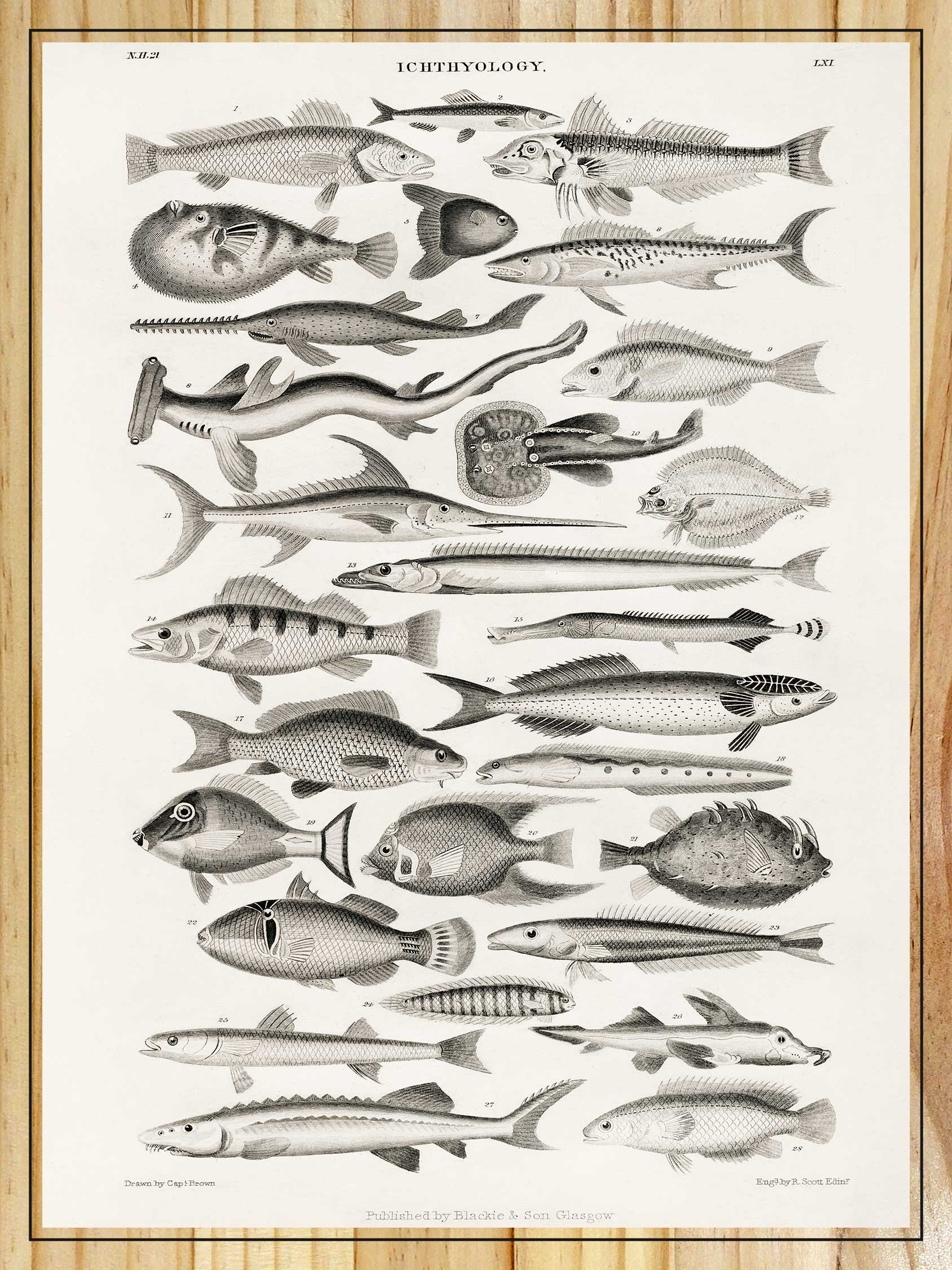 Ichthyology by Oliver Goldsmith