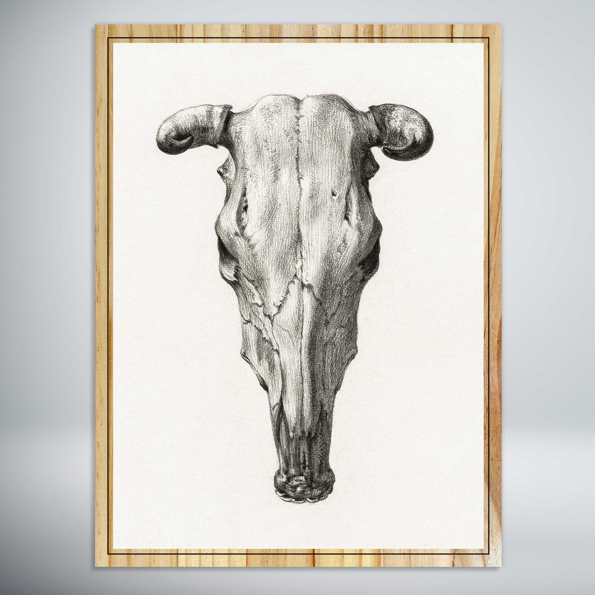 Skull of a Cow by Jean Bernard