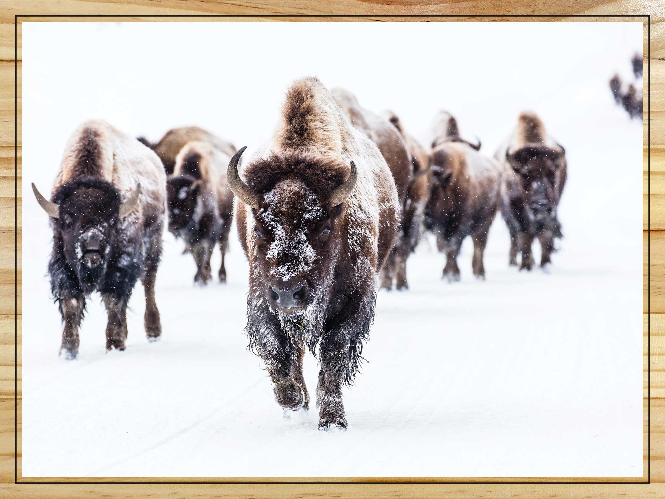 Herd of Bison