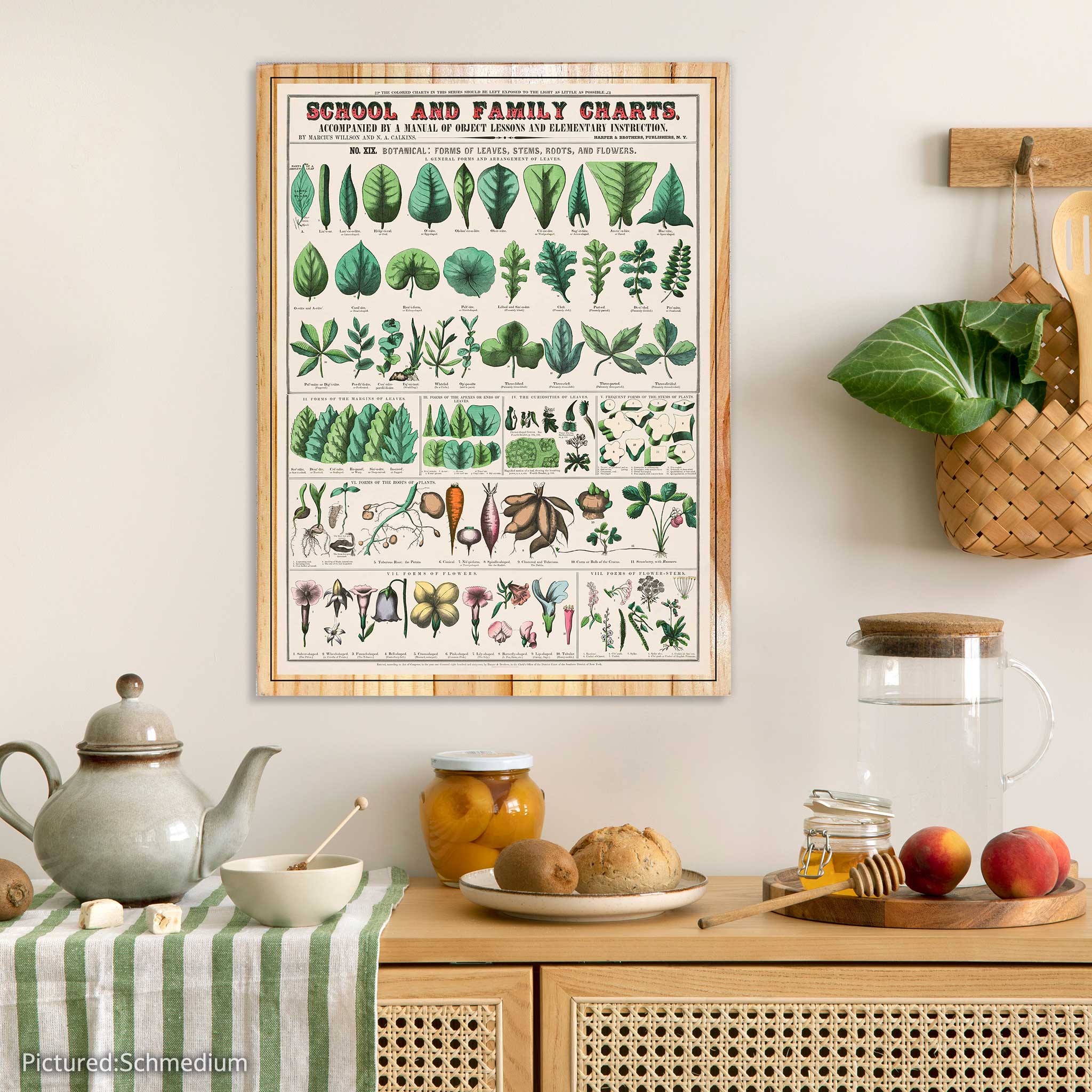 School and Family Charts - Botanical, forms of leaves, stems, roots, and flowers