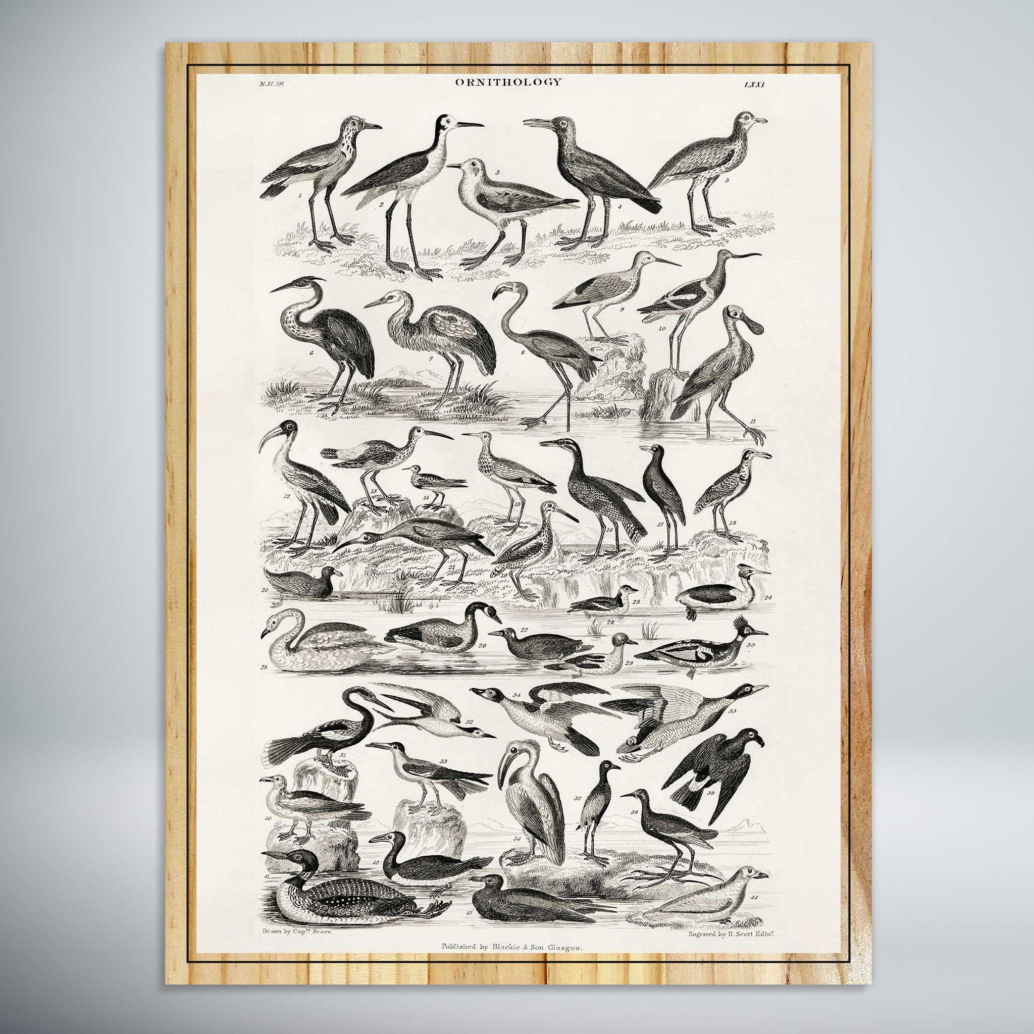 Ornithology Water Birds by Oliver Goldsmith